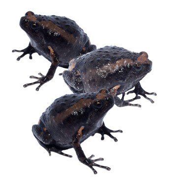 Chubby Frog, CB, Group of 3